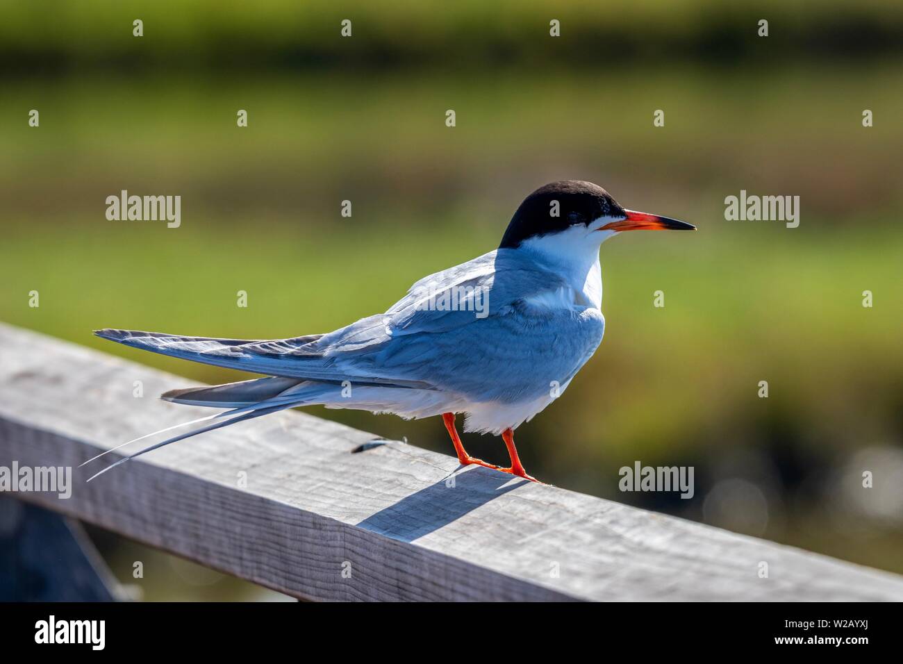 Tern comune uccello appollaiato sulla recinzione Foto Stock