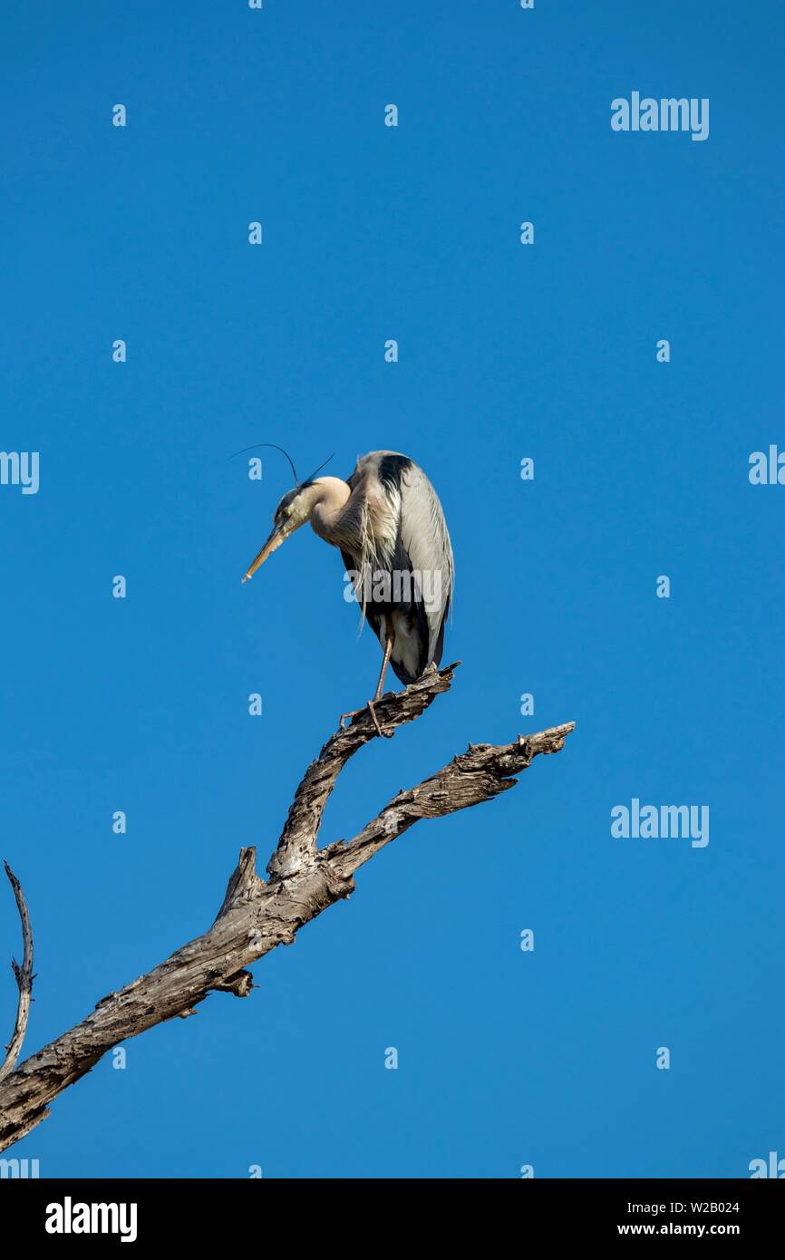 Airone blu appollaiato su un ramo contro il cielo blu Foto Stock