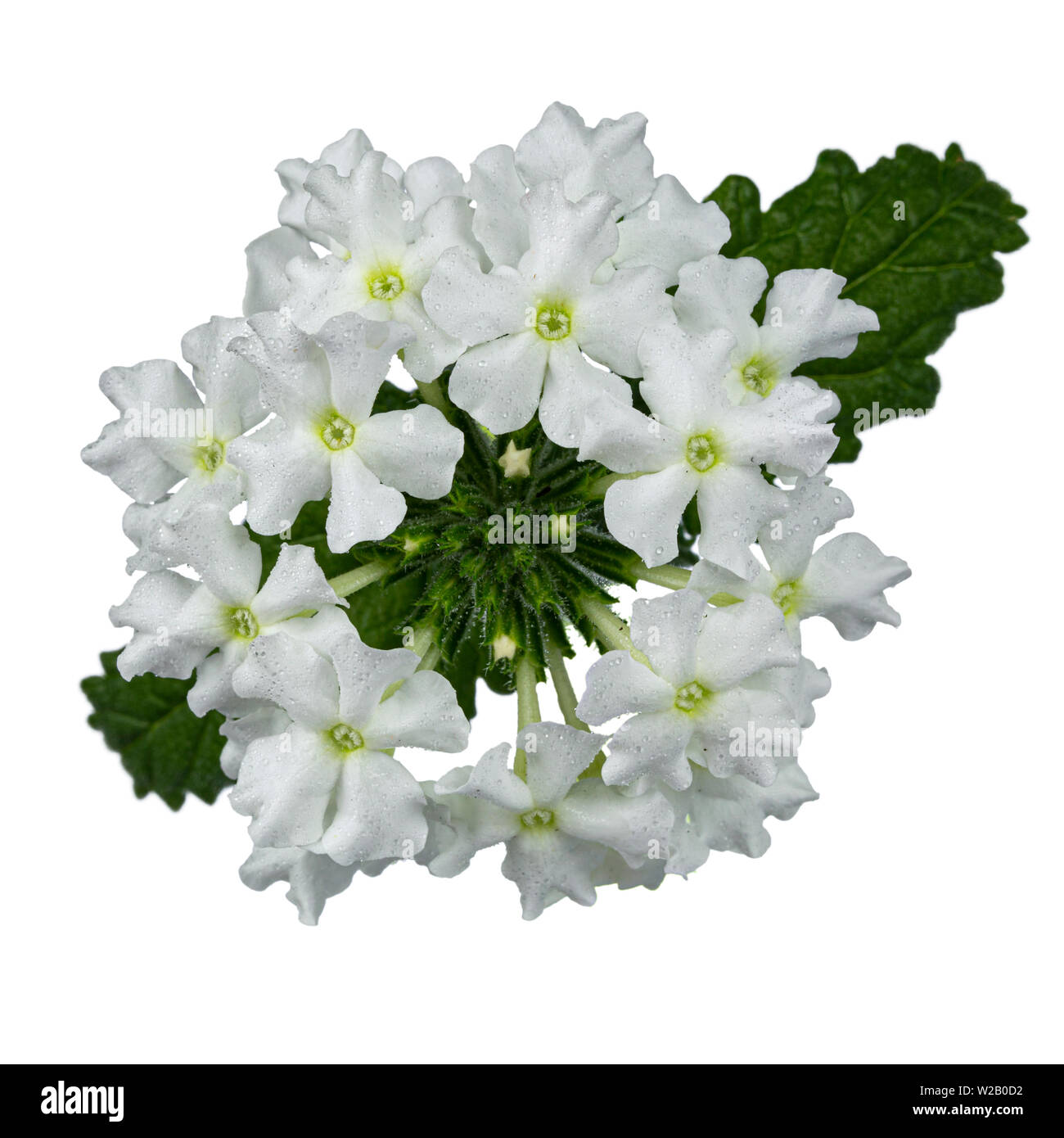 Vista superiore del bianco singolo fiore di Verbena testa. Isolato su sfondo bianco. Foto Stock