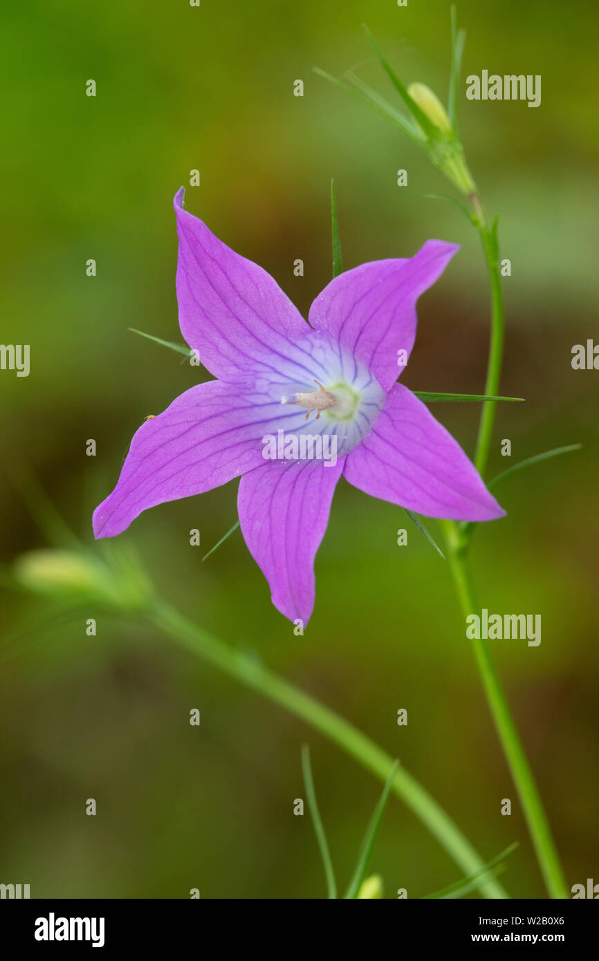 Diffondere la Campanula (Campanula patula) fiore Foto Stock