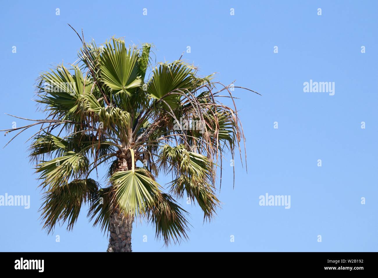 Palm tree contro il cielo blu con spazio di copia Foto Stock Palm tree contro il cielo blu con spazio di copia Foto Stock