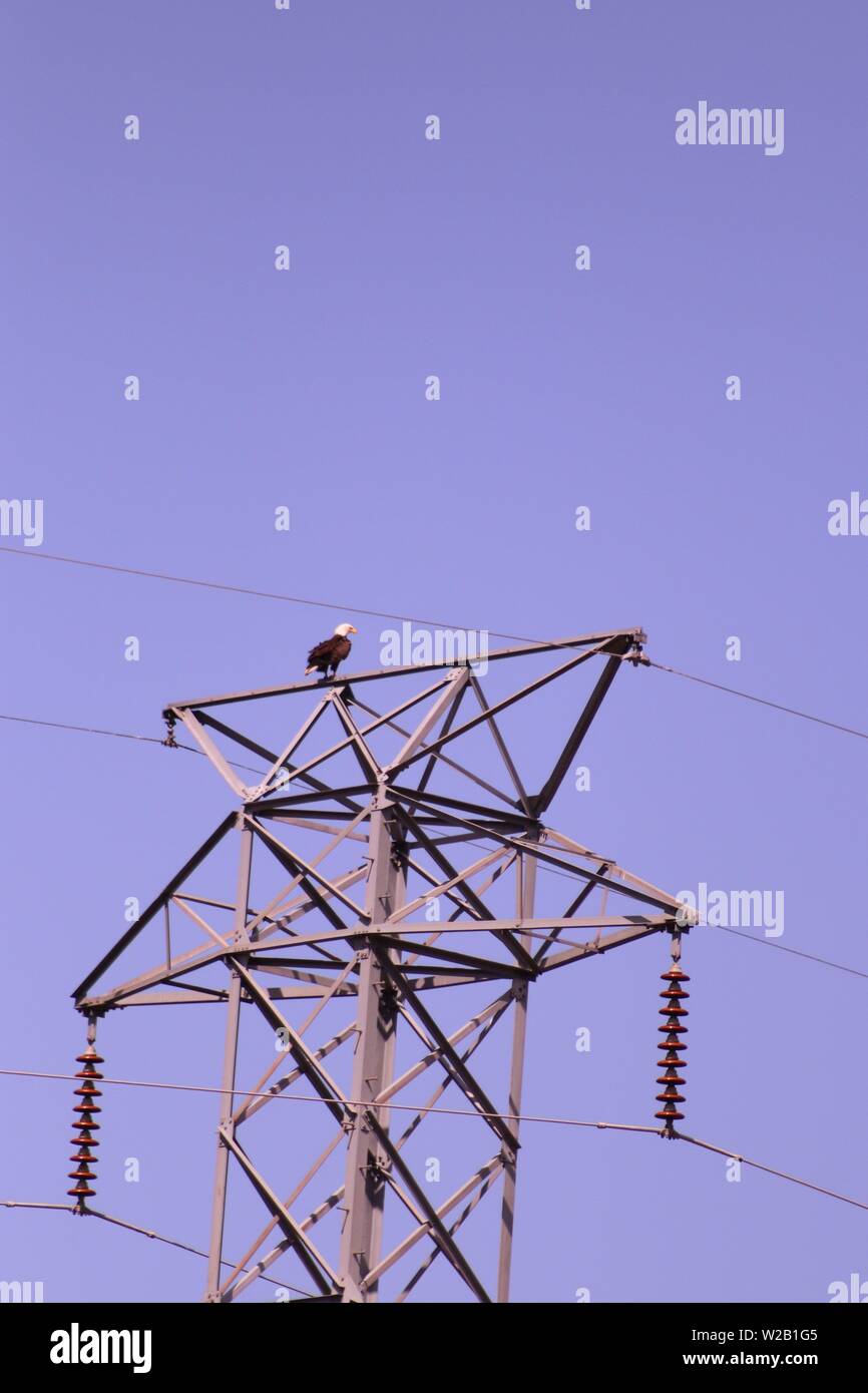 Un aquila calva sulla parte superiore di un metallo polo elettrico in Colorado Foto Stock