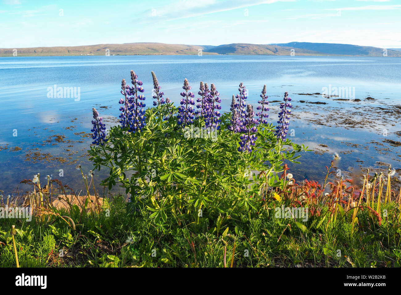 Lupini selvatici fioritura accanto a un fiordo vicino a Drangsnes nel Westfjords di Islanda Foto Stock