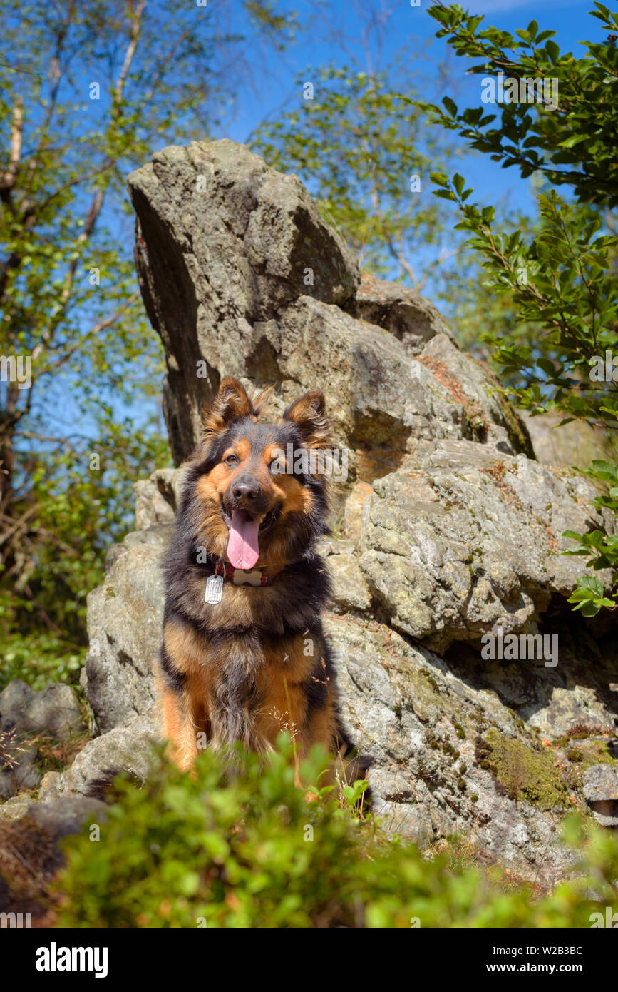 Bohemian Pastore - Czech National razza. Il boemo Pastore è una razza di cane noto anche come Chodsky pes o il Chodenhund. Foto Stock