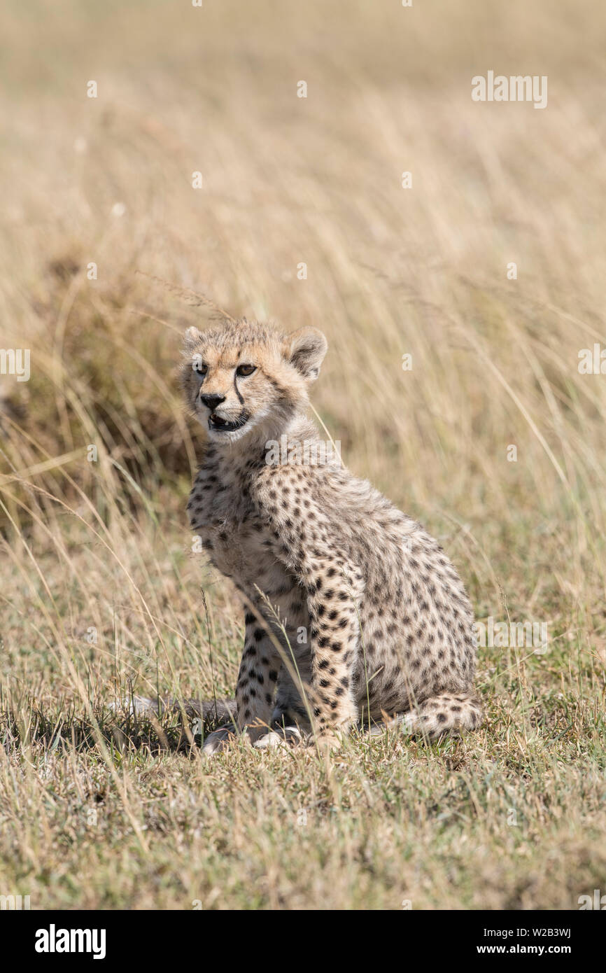 Cheetah cub seduto in erba, Serengeti Foto Stock