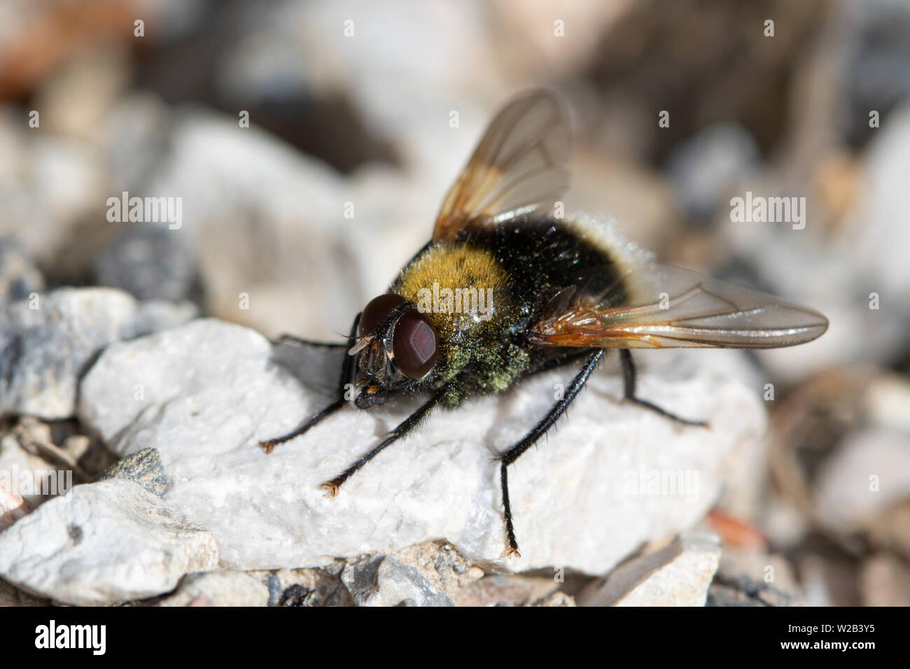 Mesembrina mystacea - un bombo-imitare dalla casa famiglia di Mosca (Diptera: Muscidae) Foto Stock