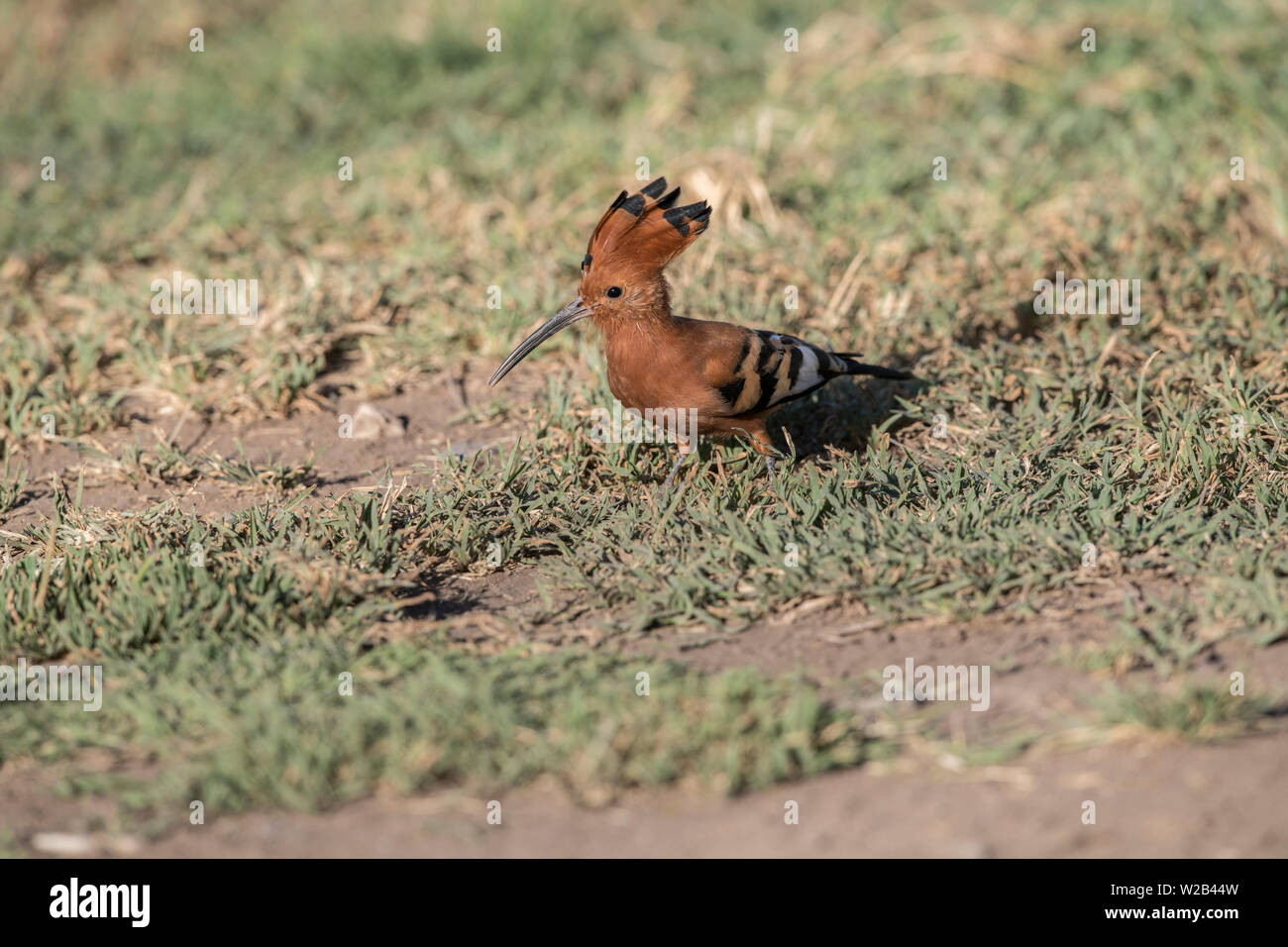 Upupa africana con il CREST ha sollevato, il cratere di Ngorongoro, Tanzania Foto Stock