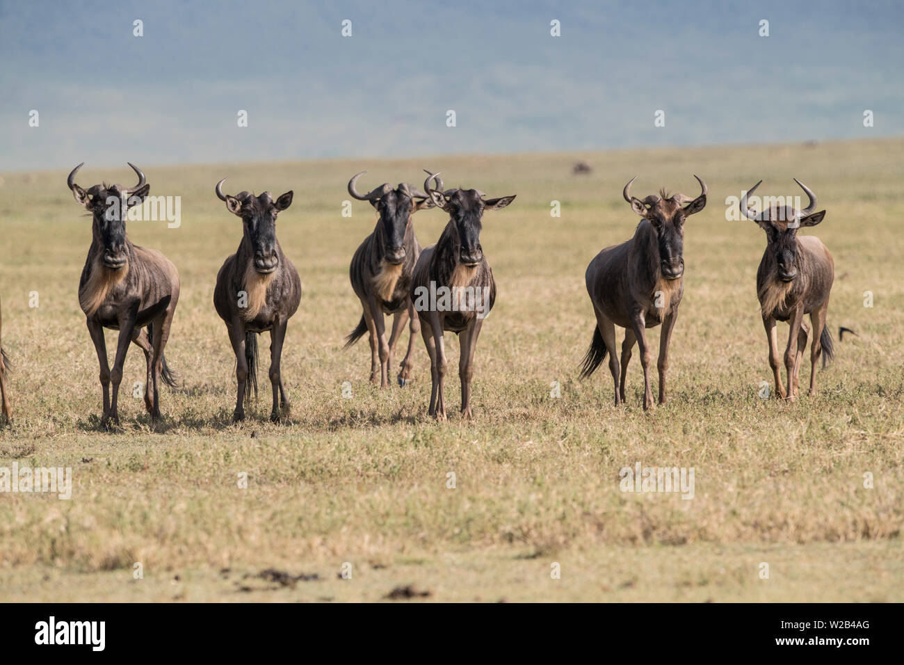 Gruppo di GNU Foto Stock
