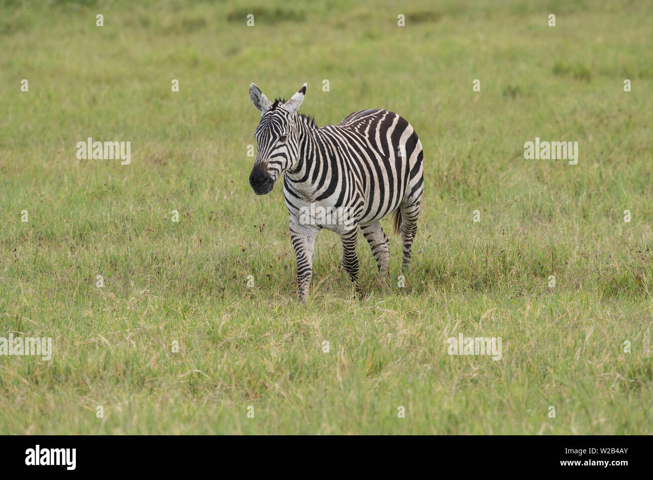 Zebra sulle pianure del Serengeti Foto Stock