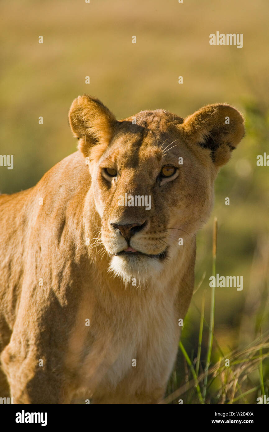 Leonessa all'inizio di mattina la luce nel Masai Mara National Park, Kenya Foto Stock