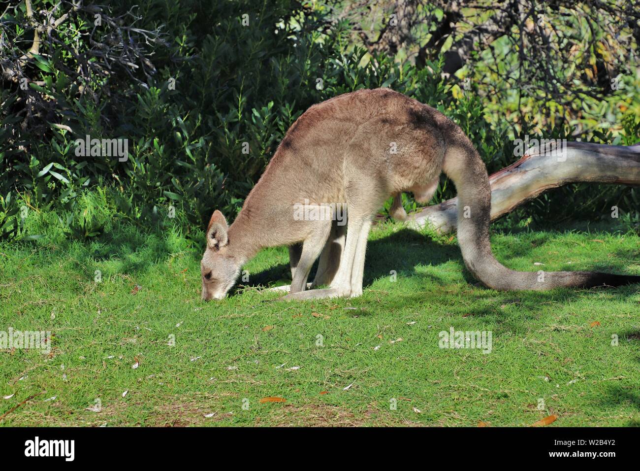 Maschio di canguro di pascolare su Stradbroke Island Foto Stock