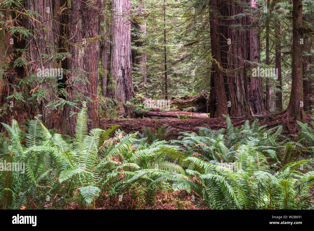 Scenario della foresta nella Prairie Creek State Park. Northern California, Stati Uniti d'America. Foto Stock