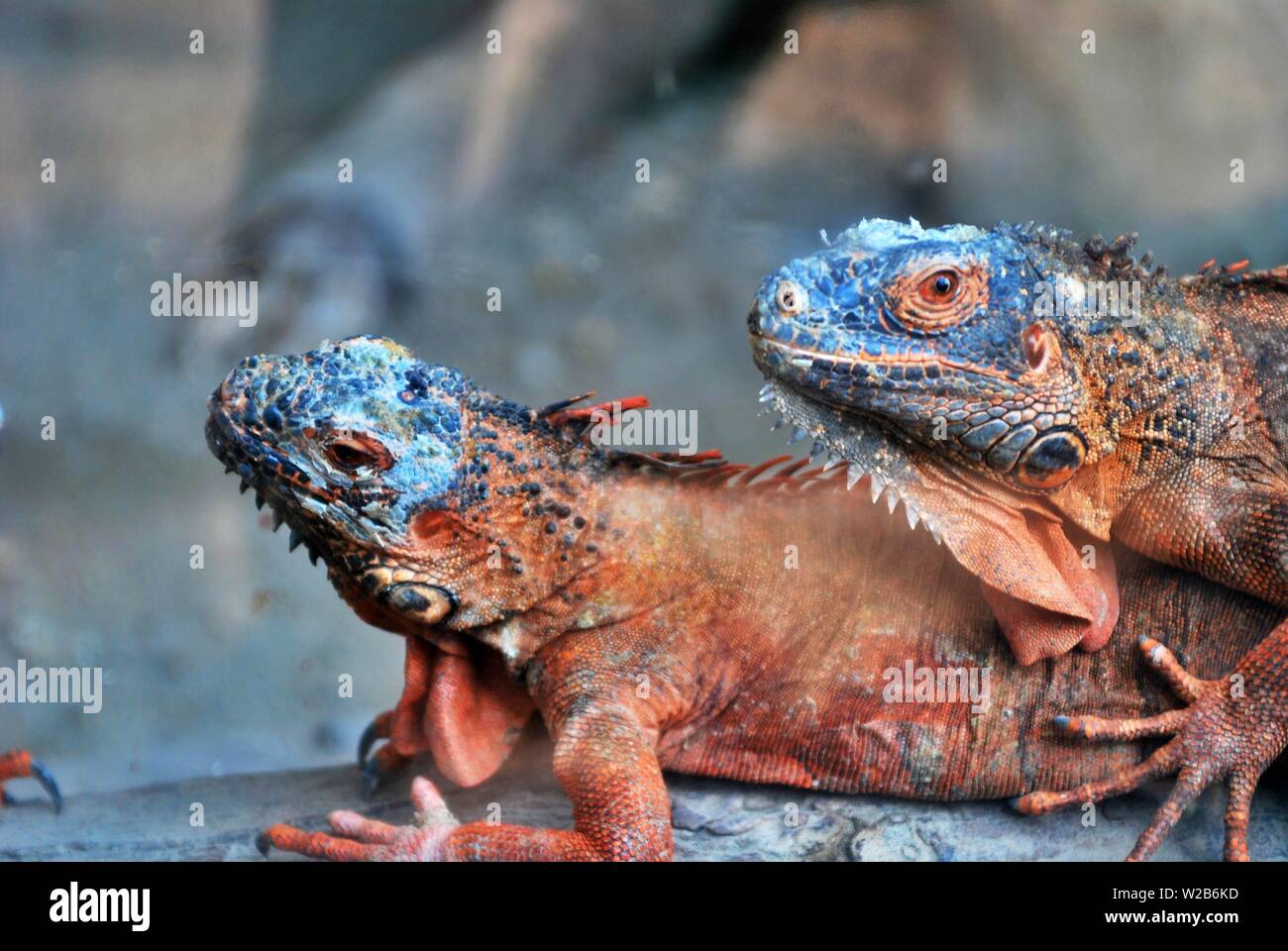 Questa è una foto di un paio di lucertole, questo animali esotici spesso diventa un pet per alcune persone. Questa lucertola ha un colore rosso. Foto Stock