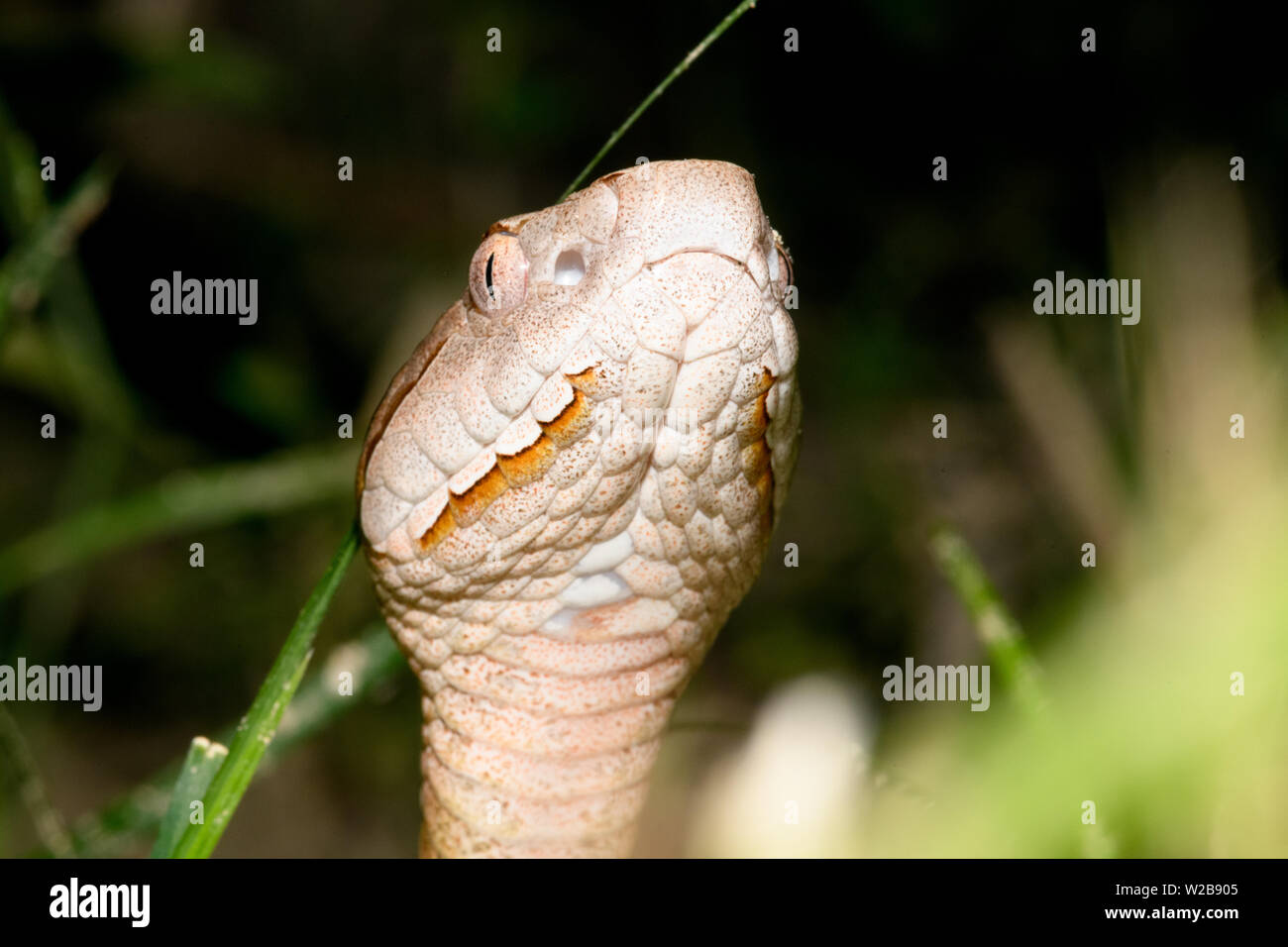 Copperhead orientale (Agkistrodon contortrix) close-up Foto Stock