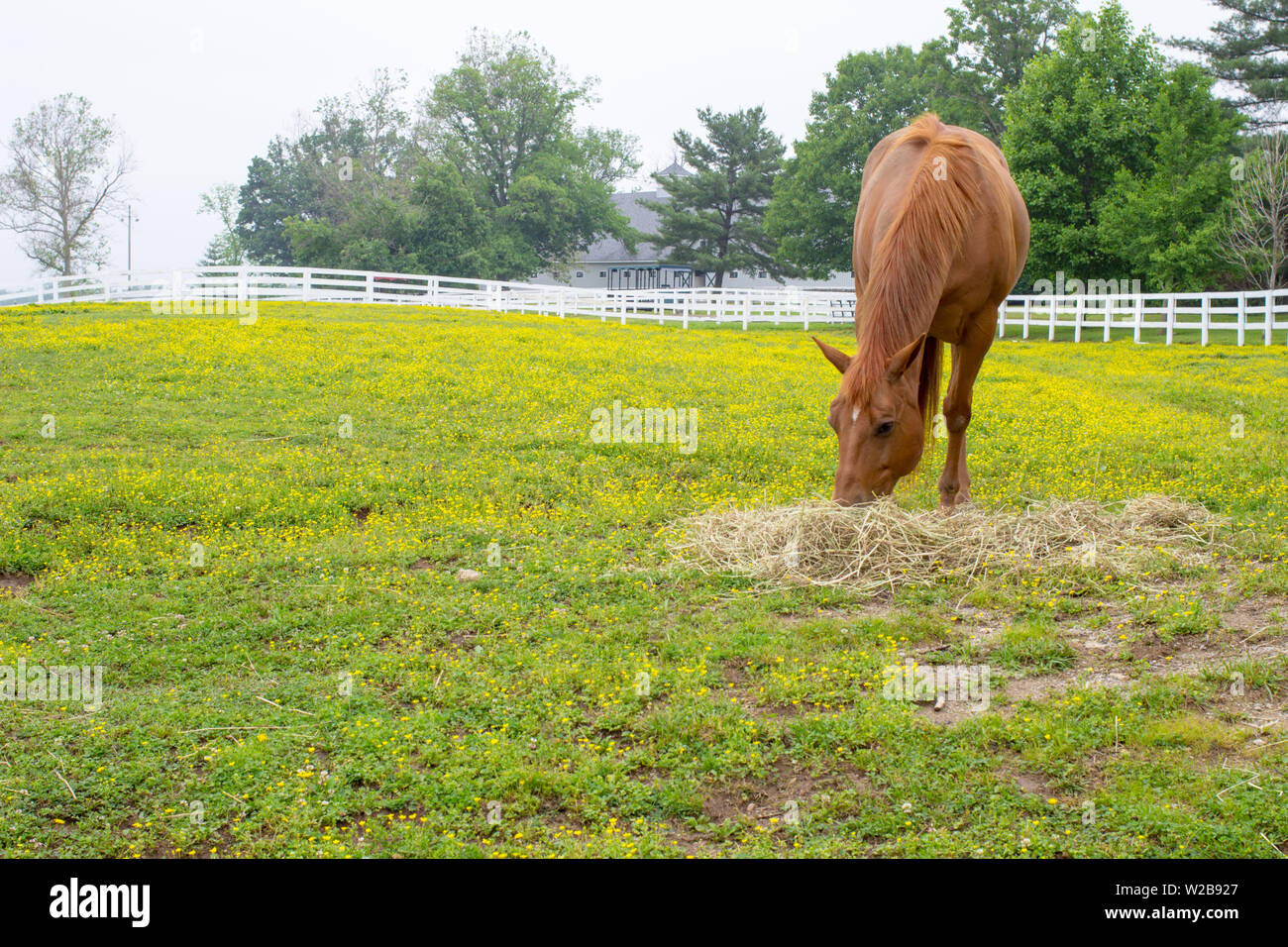 Lexington Kentucky Bluegrass Country. Cavallo purosangue lambisce in un pascolo pastorale circondato da fiori di campo giallo. Foto Stock