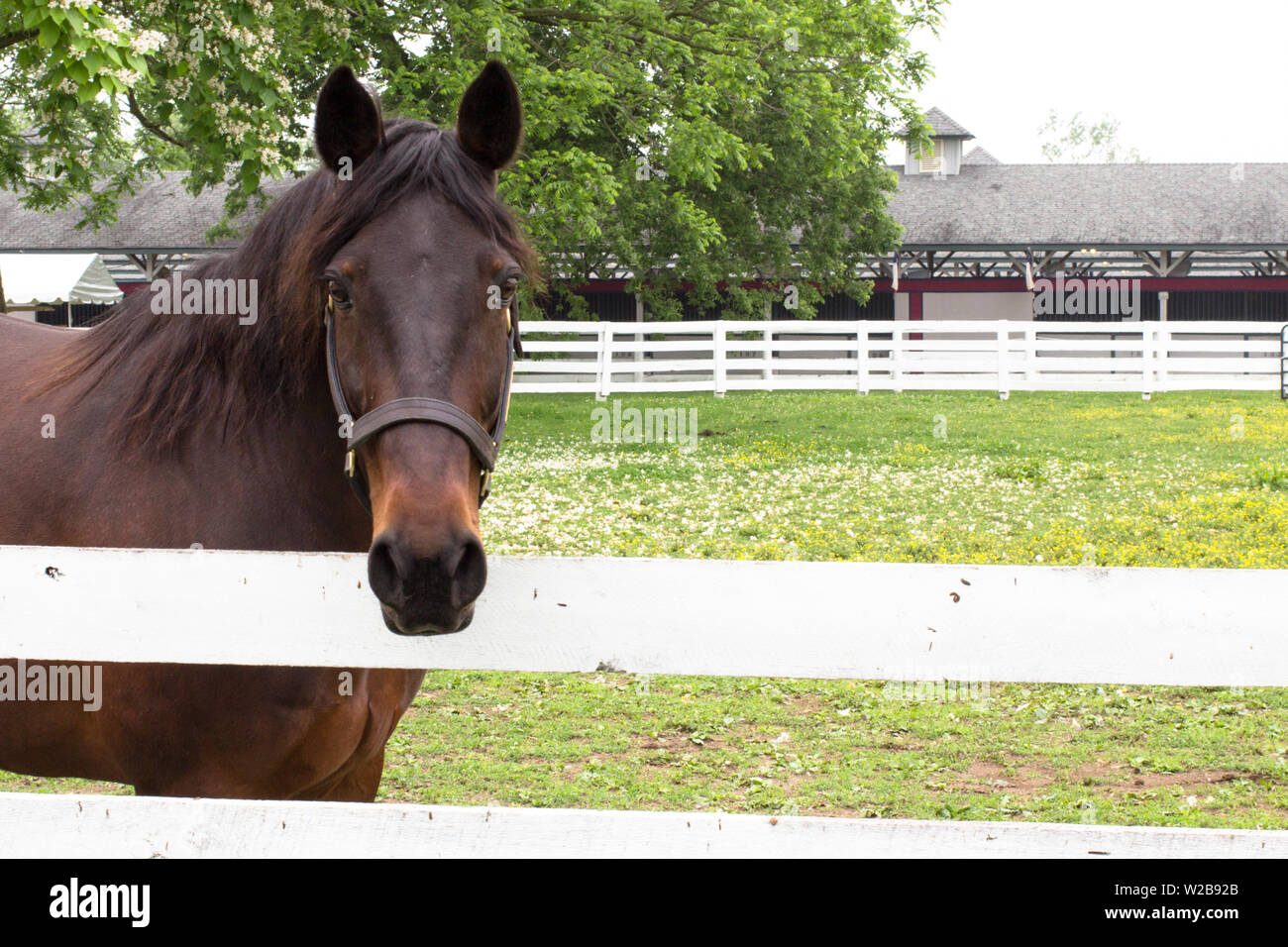 Lexington, Kentucky. Stati Uniti d'America. Il 1 giugno 2015. Vincitore del premio 1994 Kentucky Derby, andare per il gin godendo il suo ritiro al Kentucky Horse Park. Foto Stock