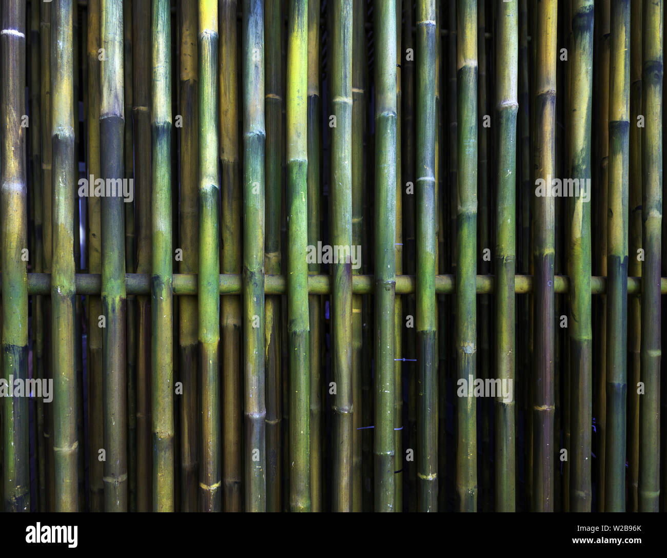 Cinese verde di alberi di bamboo pianta di natura texture di sfondo scuro Foto Stock