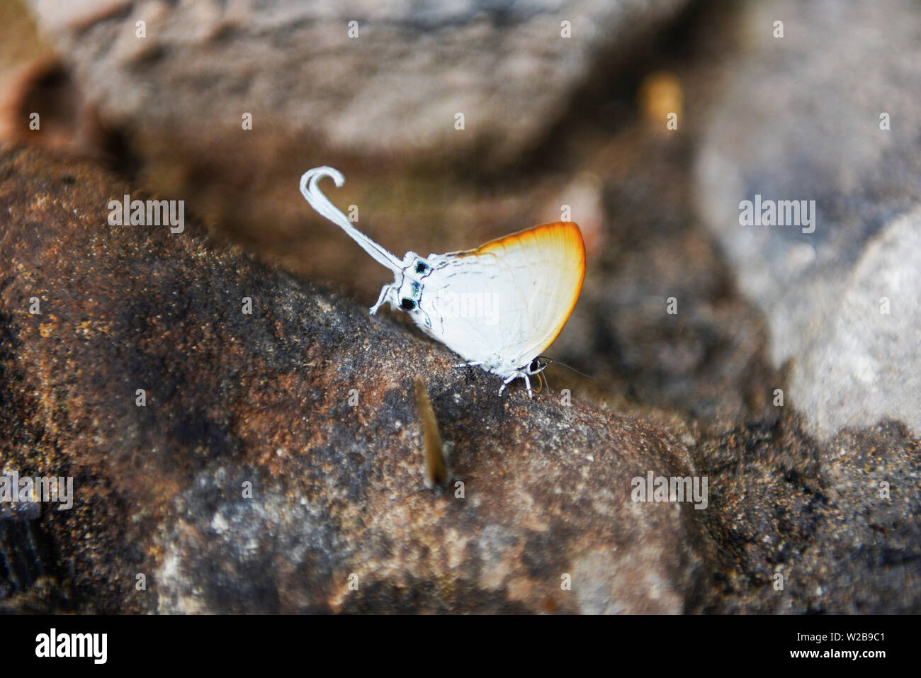 Lunga coda di butterfly / strani insetti con bianco arancione farfalla ali e la coda sulla roccia nella foresta di natura Foto Stock