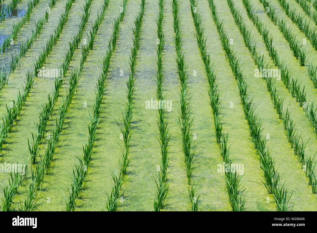 Alghe galleggianti sull'acqua tra le piante di riso in un campo di risaie nella rurale Kanagawa, Giappone. Foto Stock