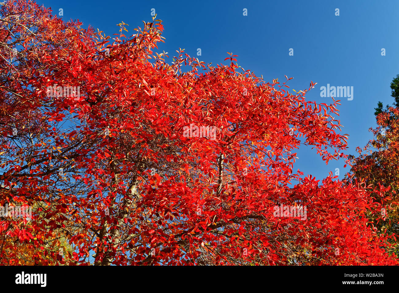 I colori dell'autunno, vibranti foglie rosse contro un cielo blu Foto Stock