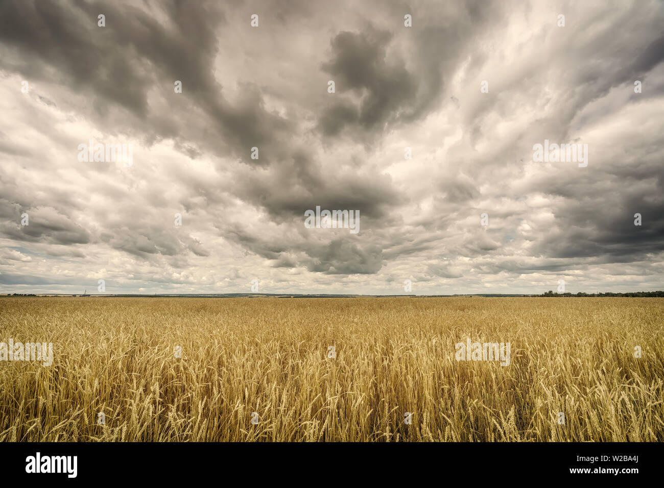 Nuvole sopra il campo di grano al giorno di estate Foto Stock