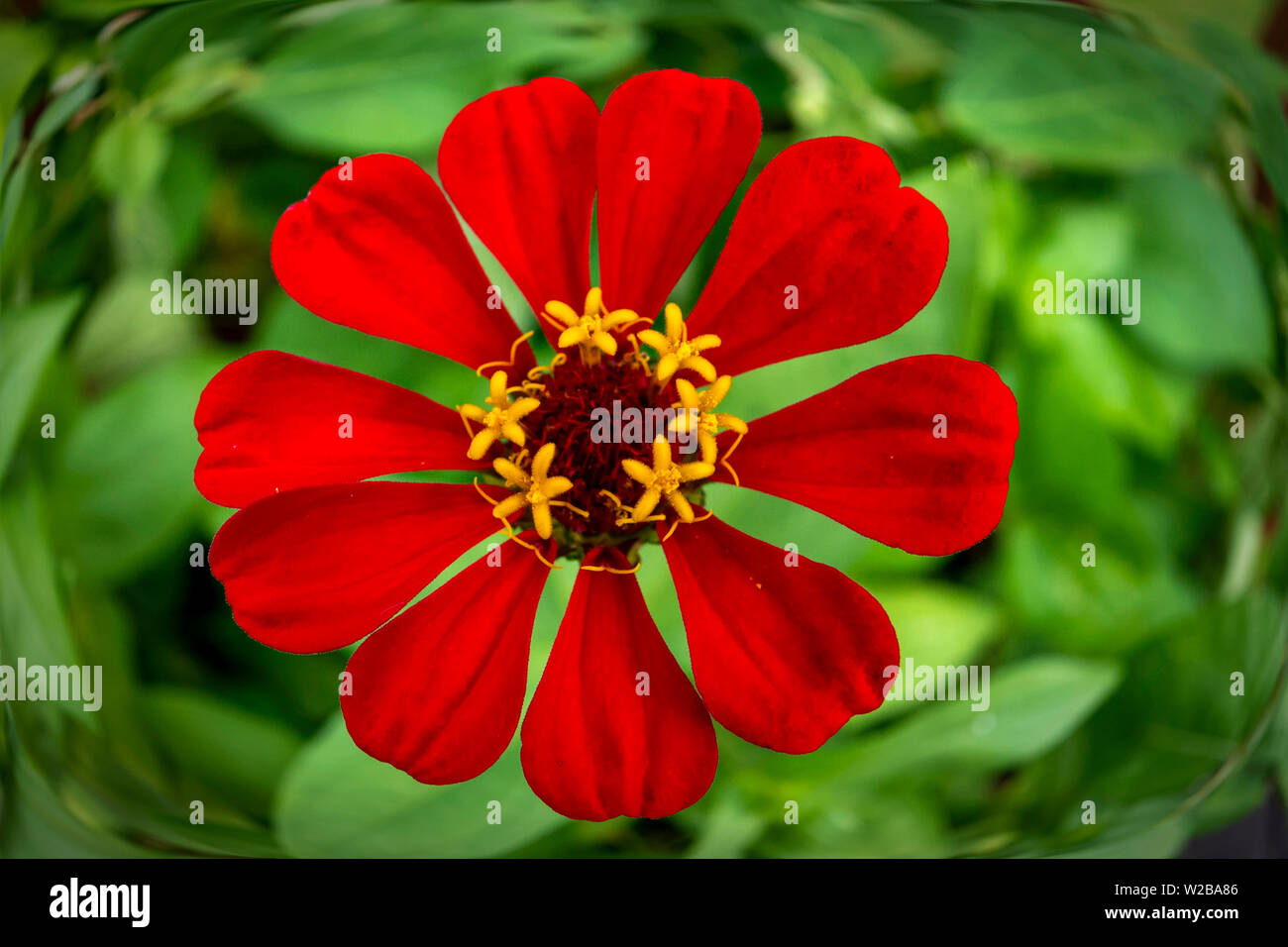 Grande fiore Foto Stock