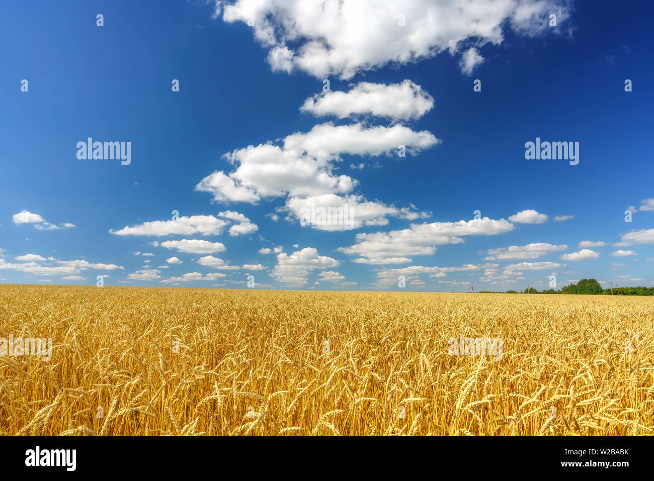 Golden campo di grano oltre il cielo blu a giornata di sole. Foto Stock