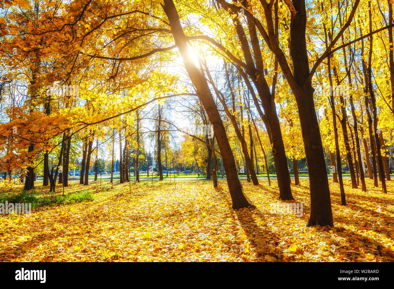 Sunny Autunno nel parco Foto Stock Sunny Autunno nel parco Foto Stock