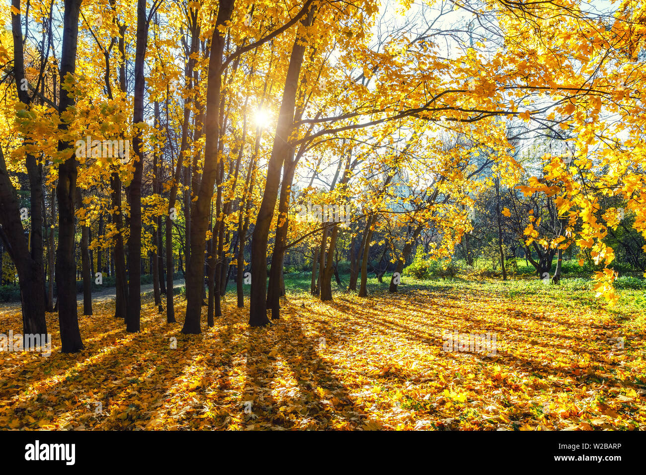 Sunny Autunno nel parco Foto Stock Sunny Autunno nel parco Foto Stock