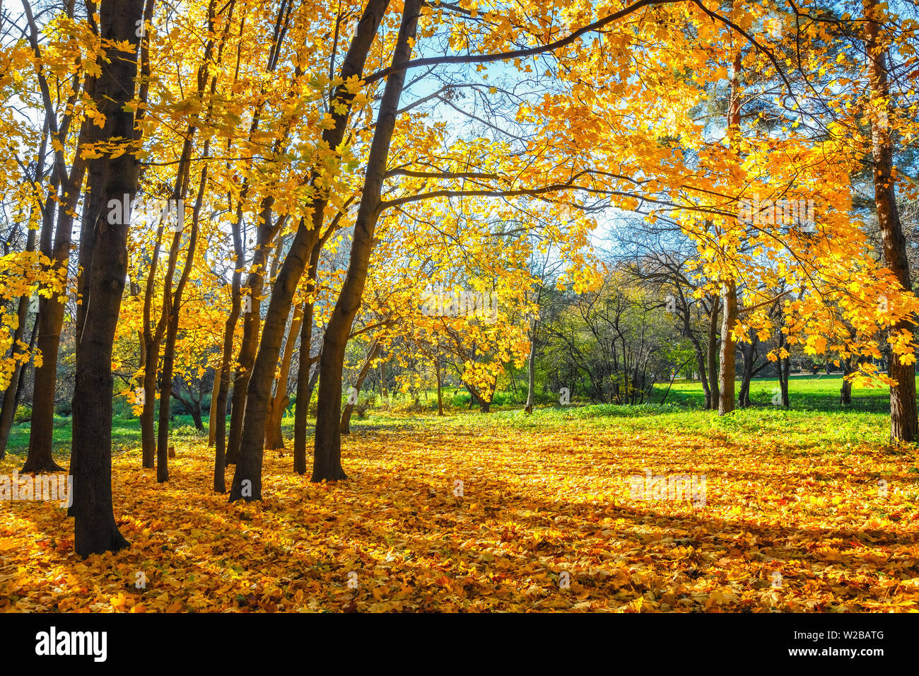 Sunny Autunno nel parco Foto Stock Sunny Autunno nel parco Foto Stock