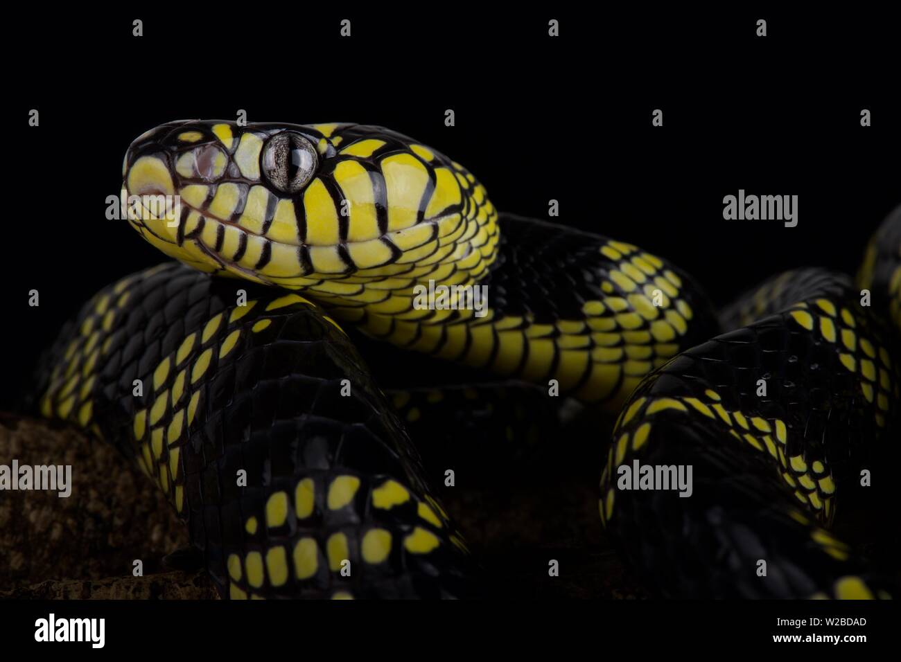 Philippine oro inanellato snake (Boiga dendrophila latifasciata) Foto Stock