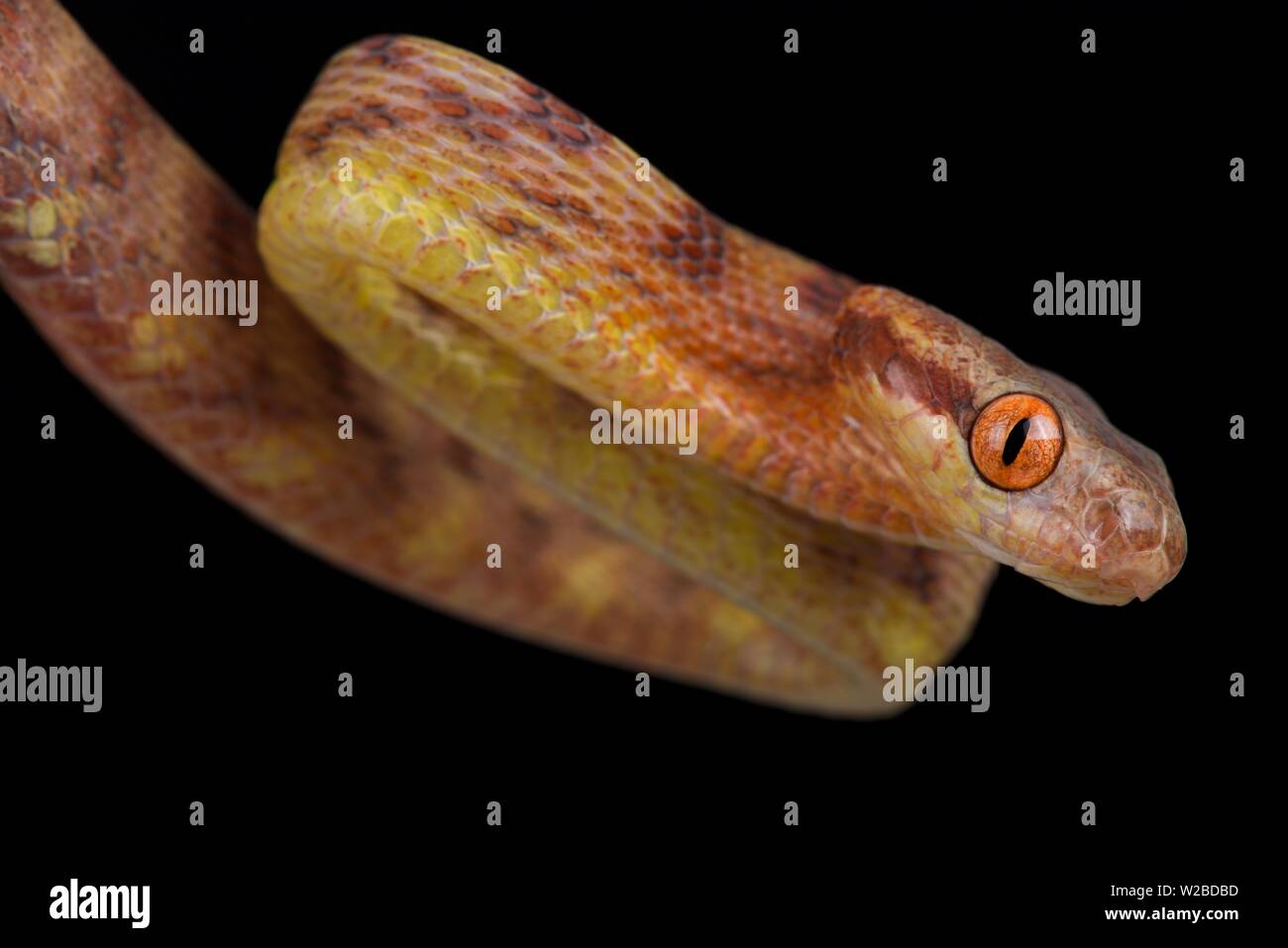 Gatto di Guangxi Snake (Boiga guangxiensis) Foto Stock