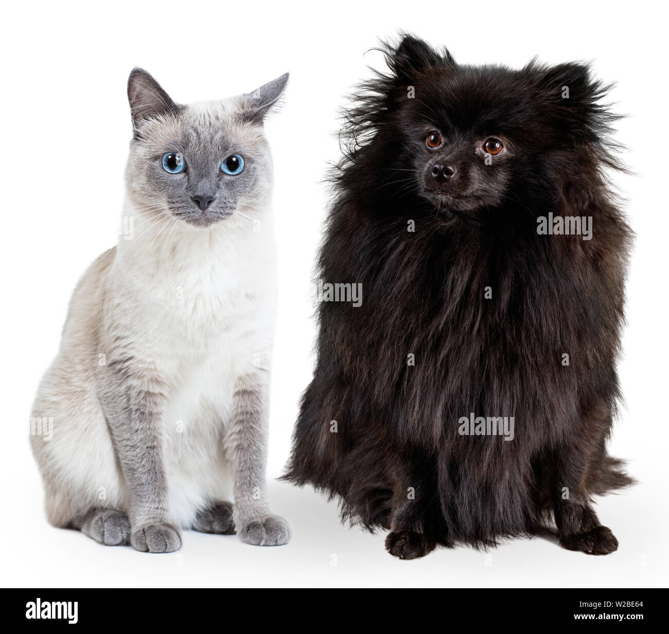 Collage di nero Spitz tedesco e blue-point thai cat. Foto Stock