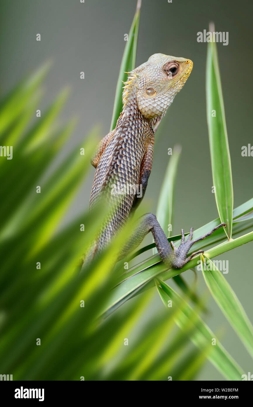 Close up lizard ritratto nella giungla con foglie Foto Stock