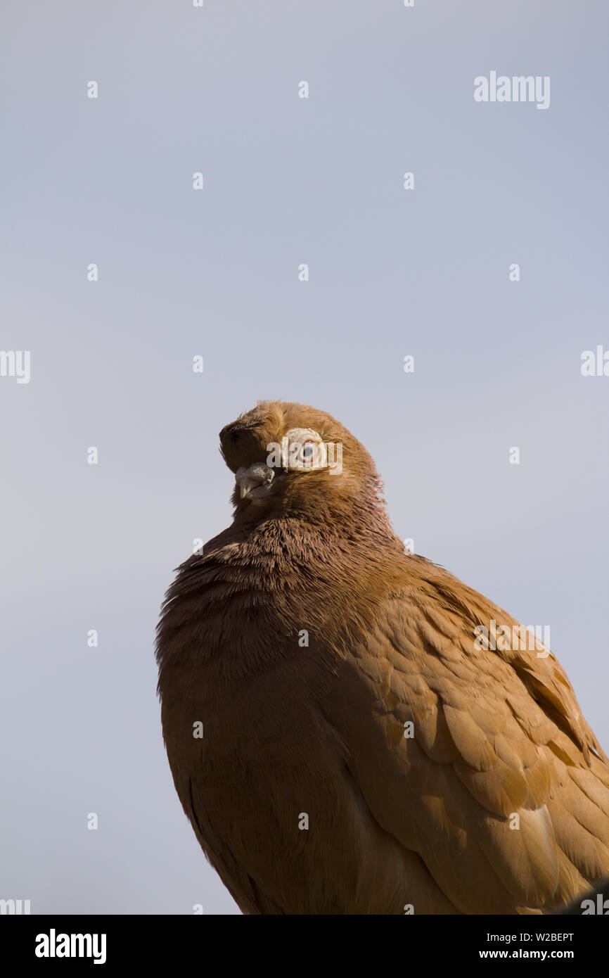 Il colore marrone piccione. Ritratto di un piccione marrone in piedi su una parete Foto Stock