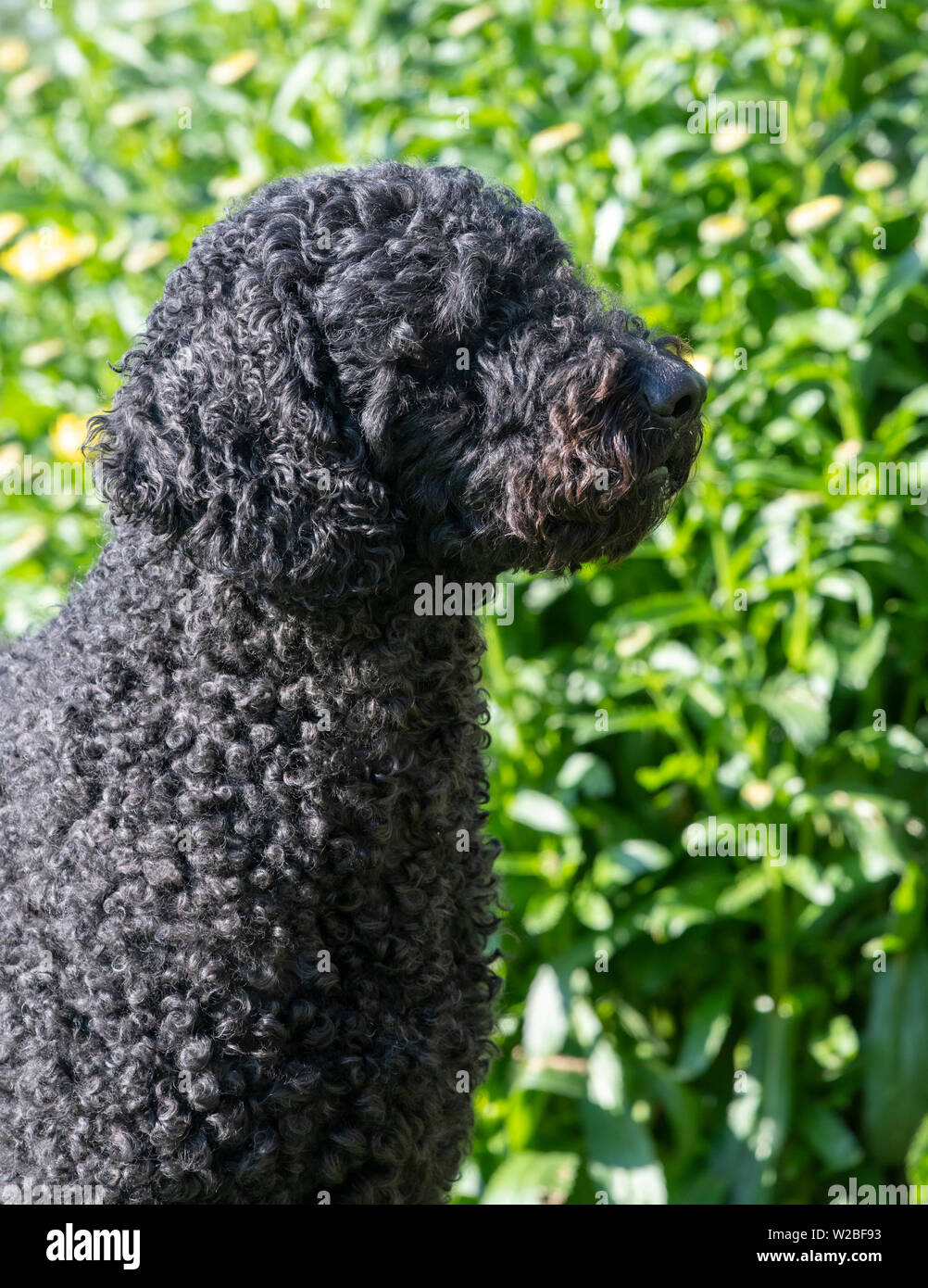 Colorati di nero Labradoodle seduta con gli occhi chiusi e cercando su un lato Foto Stock