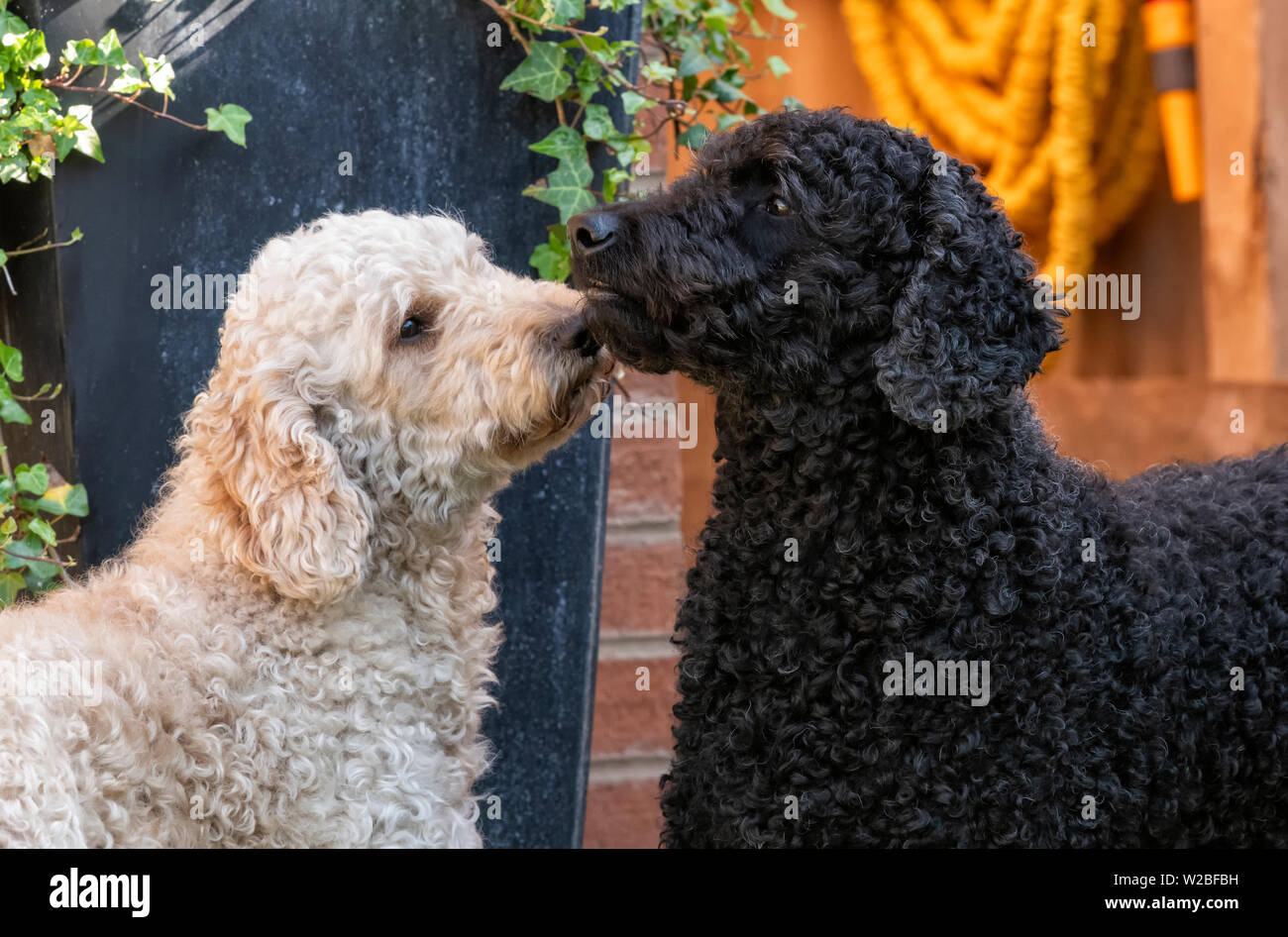 Un color beige Labradoodle og nuzzling una leggermente più grande nero cane Labradoodle Foto Stock