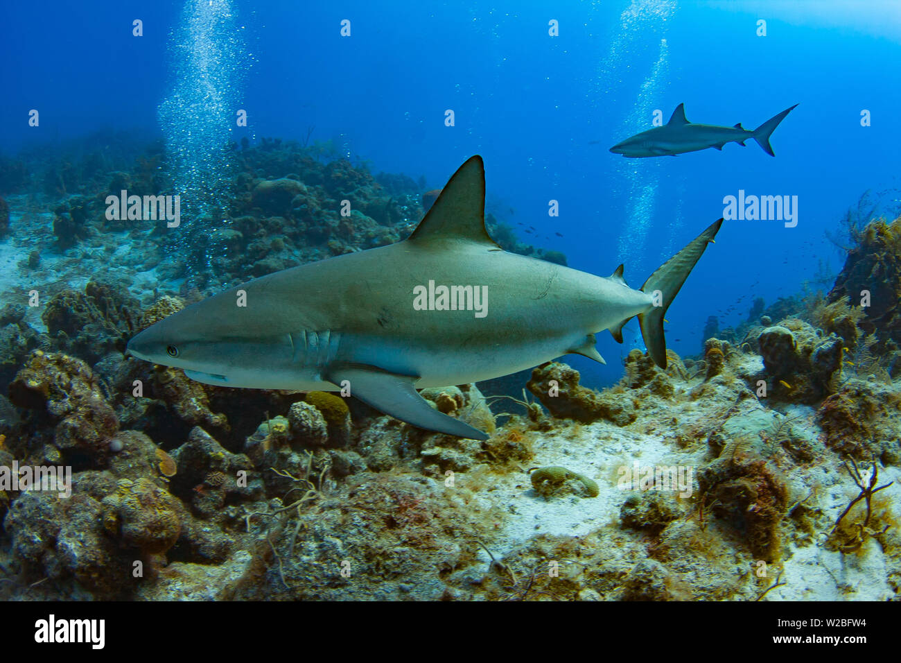 Caribbean Reef Shark sul prowl per un pasto nelle Isole Turks e Caicos. Foto Stock