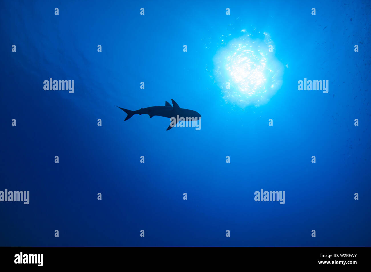 Caraibi squali di barriera sul prowl per un pasto nelle Isole Turks e Caicos. Foto Stock