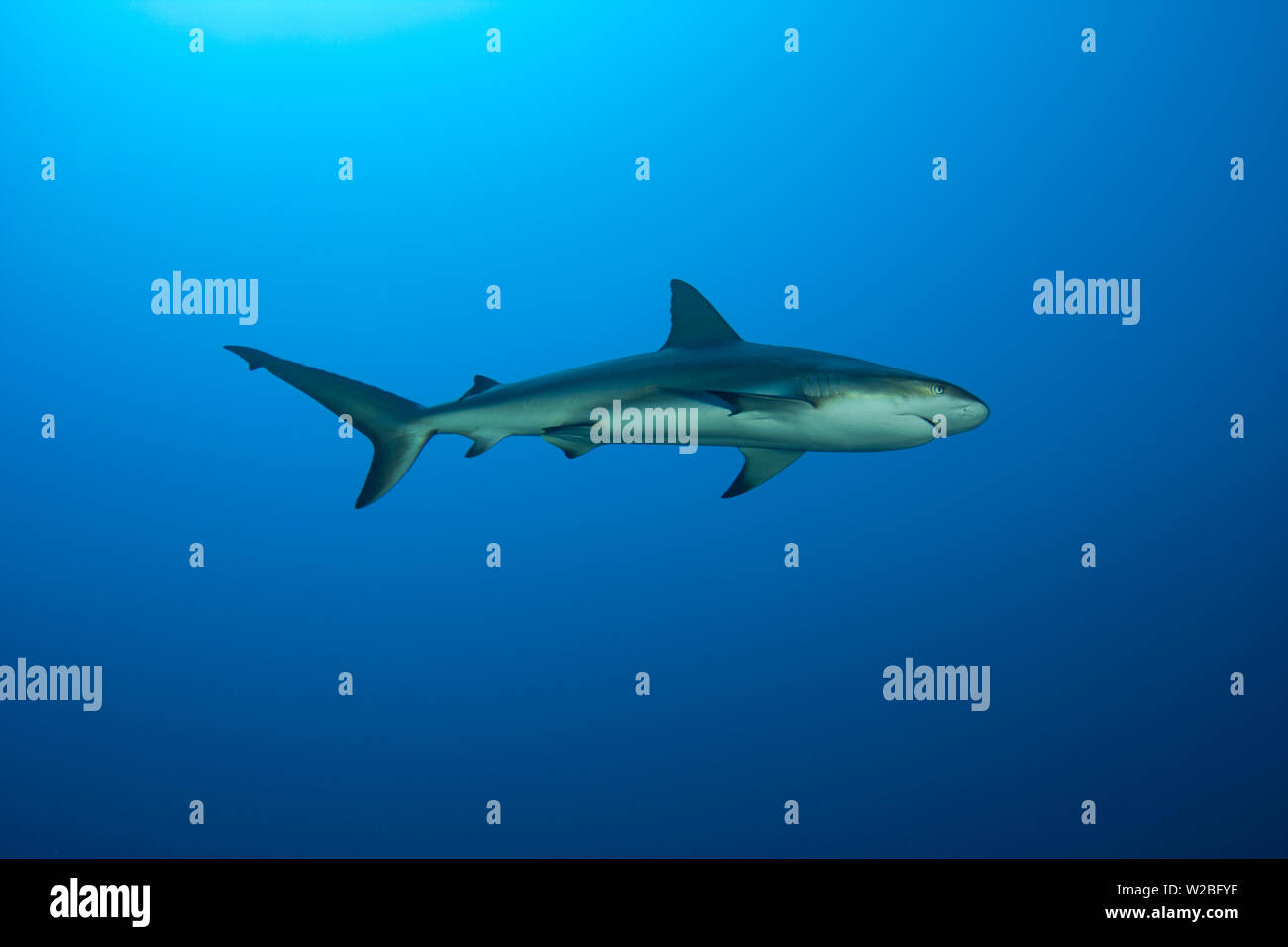 Caraibi squali di barriera sul prowl per un pasto nelle Isole Turks e Caicos. Foto Stock