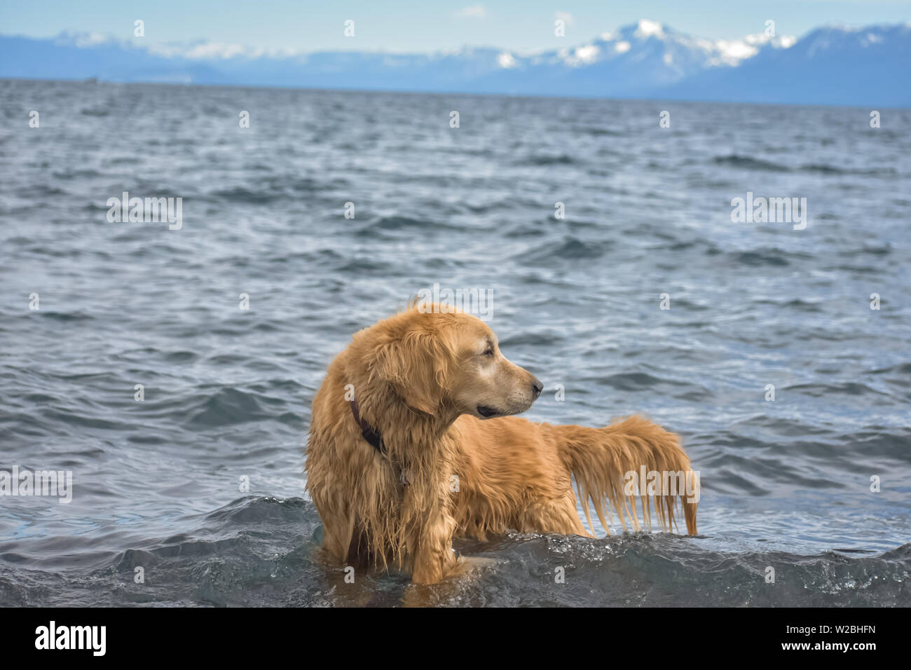 Il Golden Retriever cane wading in acqua lungo le rive di un lago con le montagne sullo sfondo. Foto Stock