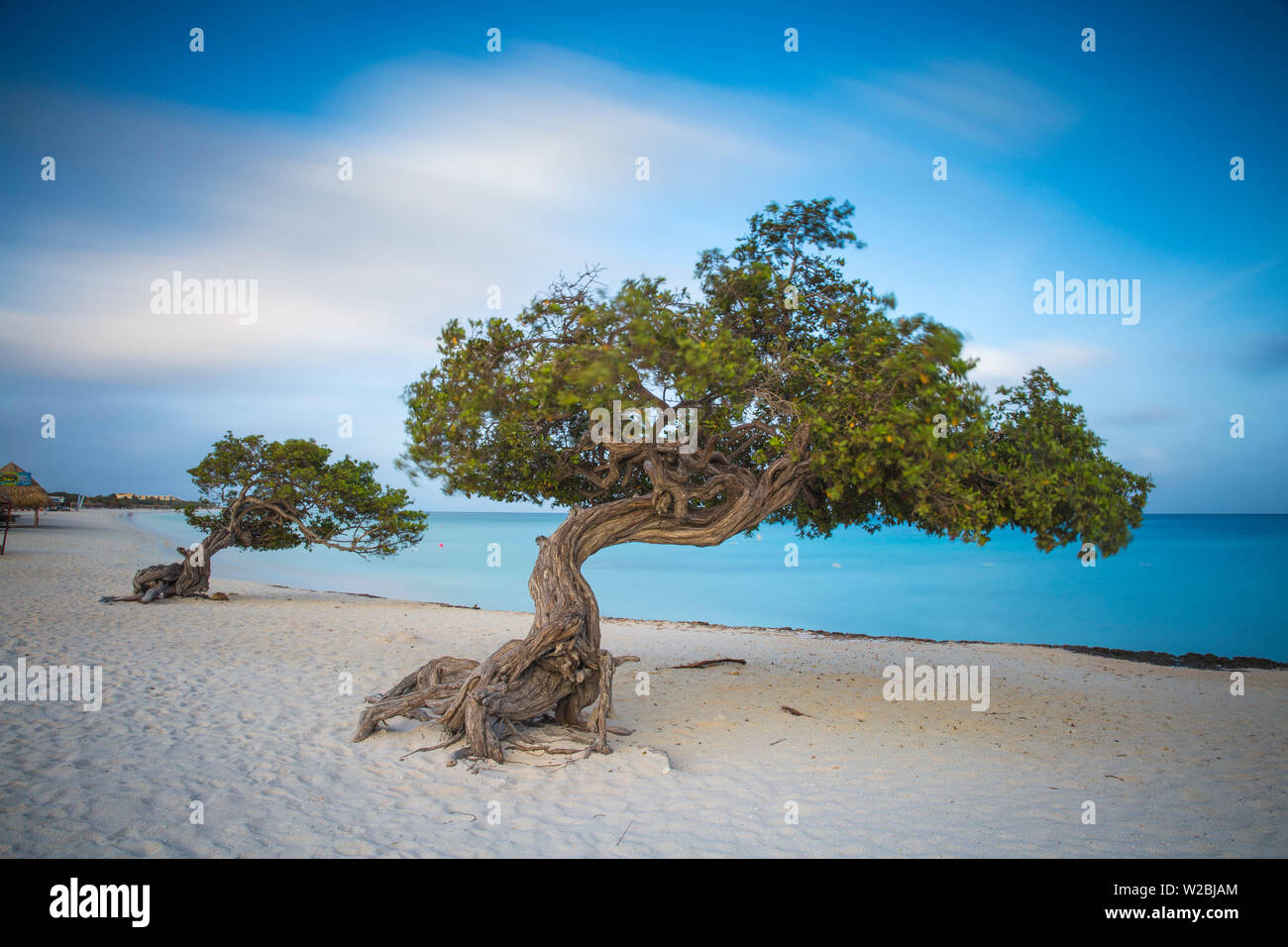 Caraibi, Antille olandesi, Aruba Divi Divi alberi su Eagle Beach Foto Stock