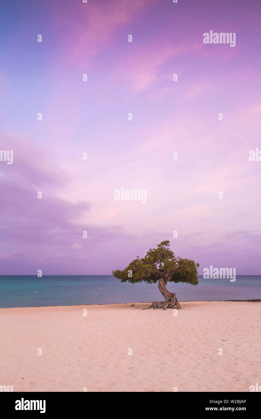 Caraibi, Antille olandesi, Aruba Divi Divi Tree su Eagle Beach Foto Stock