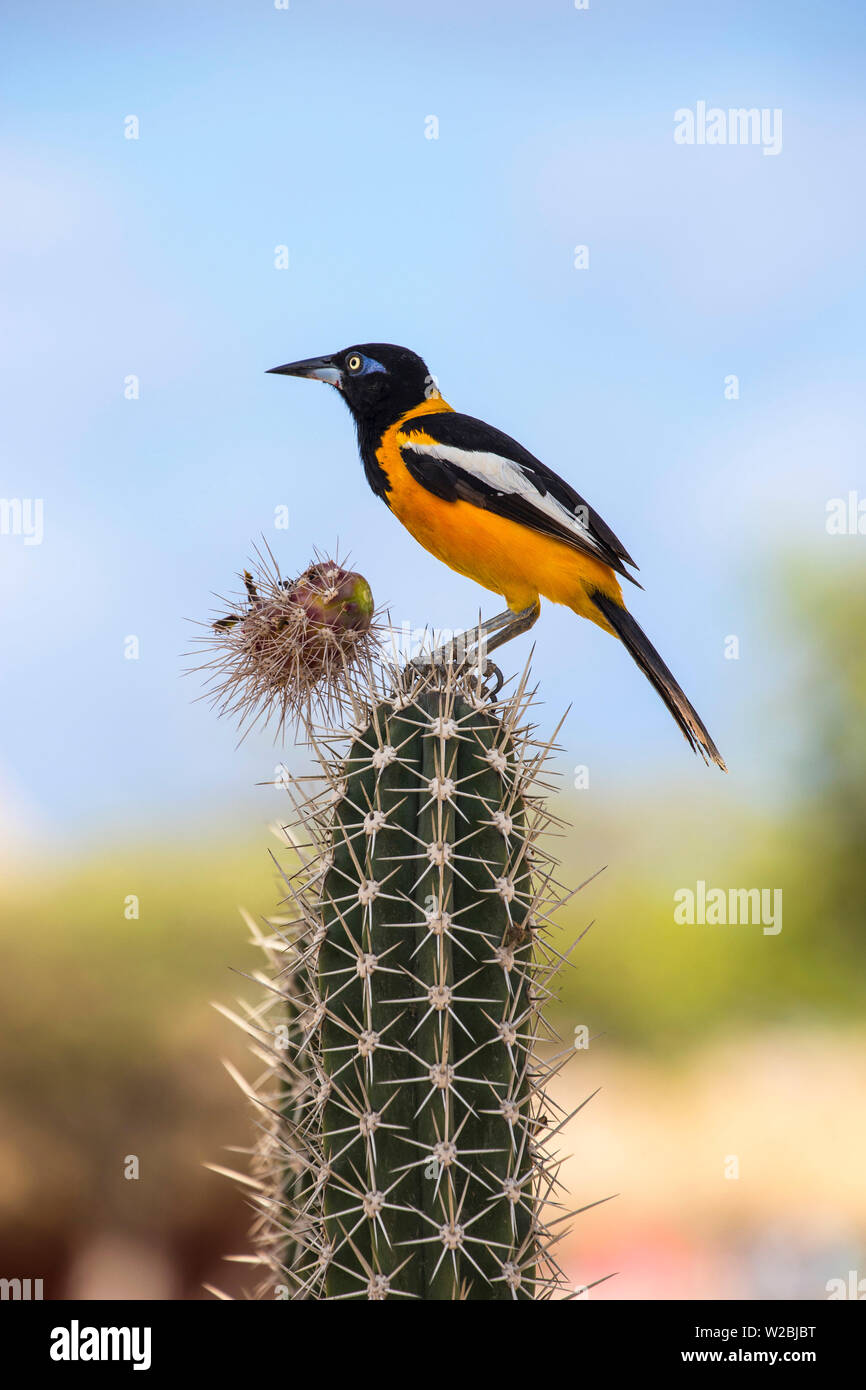 Caraibi, Antille olandesi, Aruba, Troupial bird - un grande Rigogolo sulla cima di cactus Foto Stock