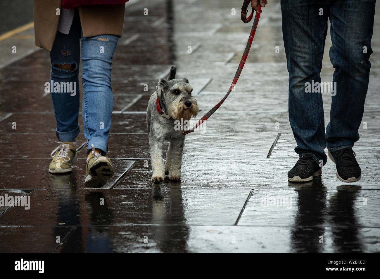 Un giovane è a piedi una scotch terrier al guinzaglio in un giorno di pioggia in Scozia Foto Stock
