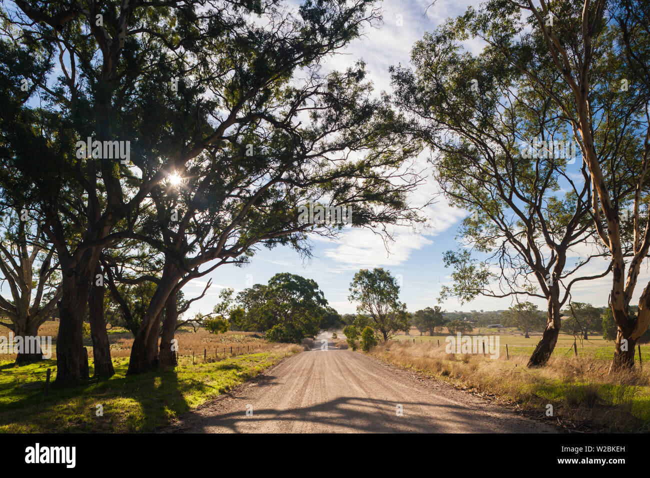 In Australia, in Sud Australia, la Barossa Valley, Mount Pleasant, country road Foto Stock