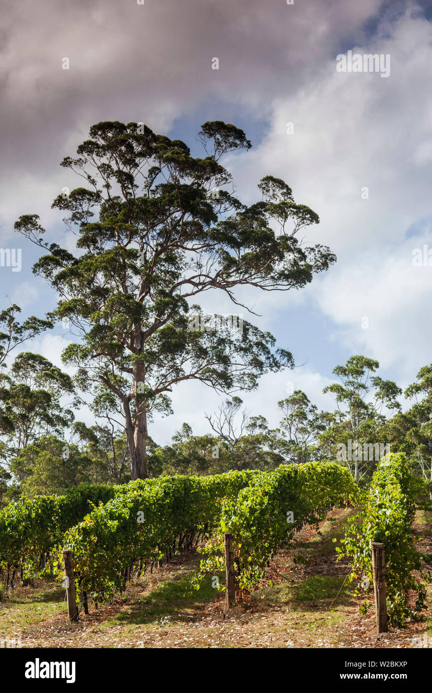 Australia, Western Australia, Sud-ovest, Danimarca, Forrest Hill Winery vigneto Foto Stock