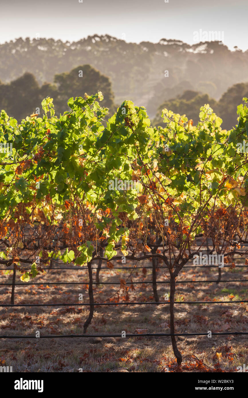 Australia, Western Australia, Sud-ovest, Margaret River regione vinicola, Margaret River, vigneto Foto Stock