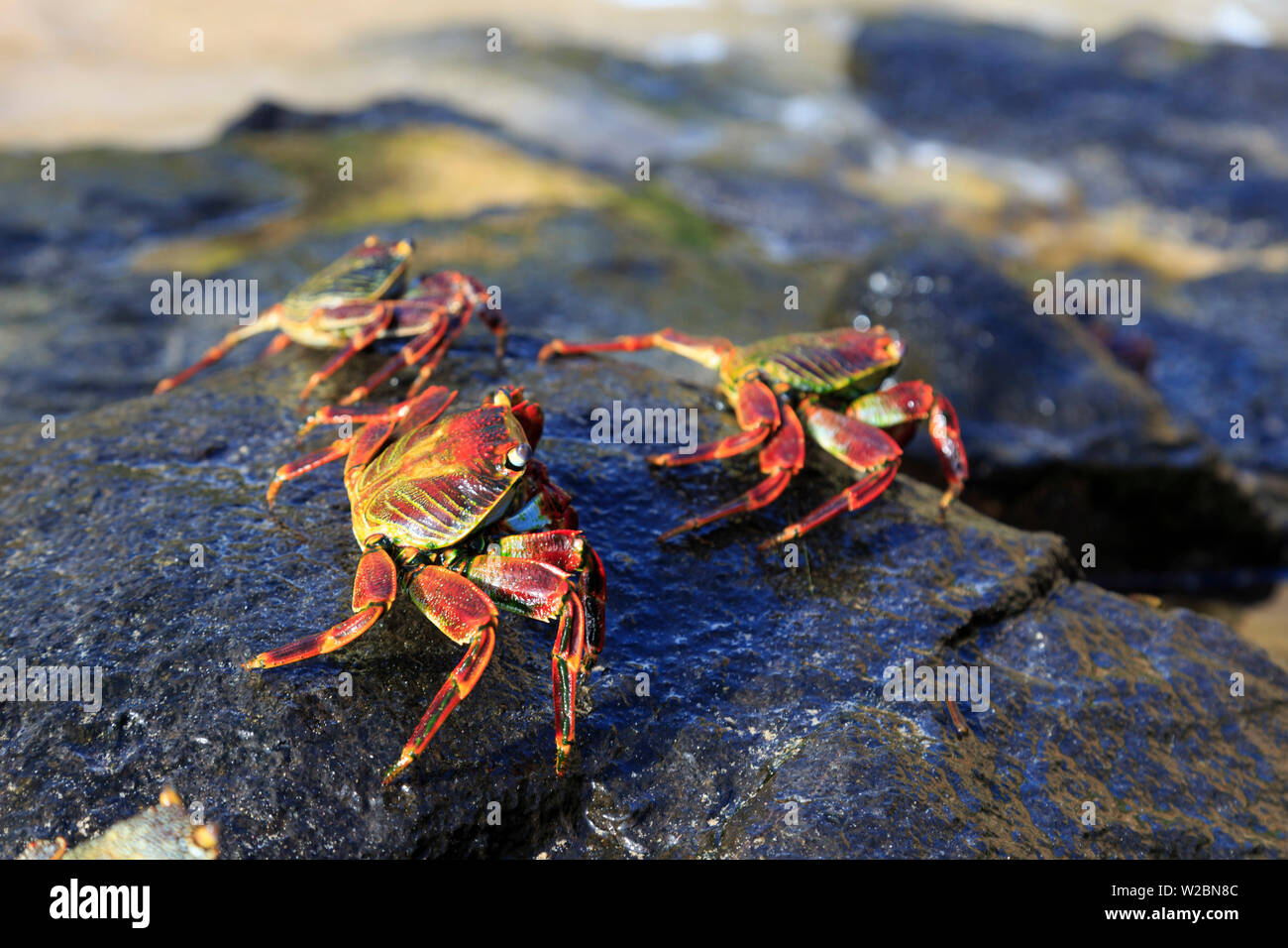 Il Brasile, Fernando de Noronha, Fernando de Noronha il Parco Marino Nazionale, Sancho Bay Foto Stock