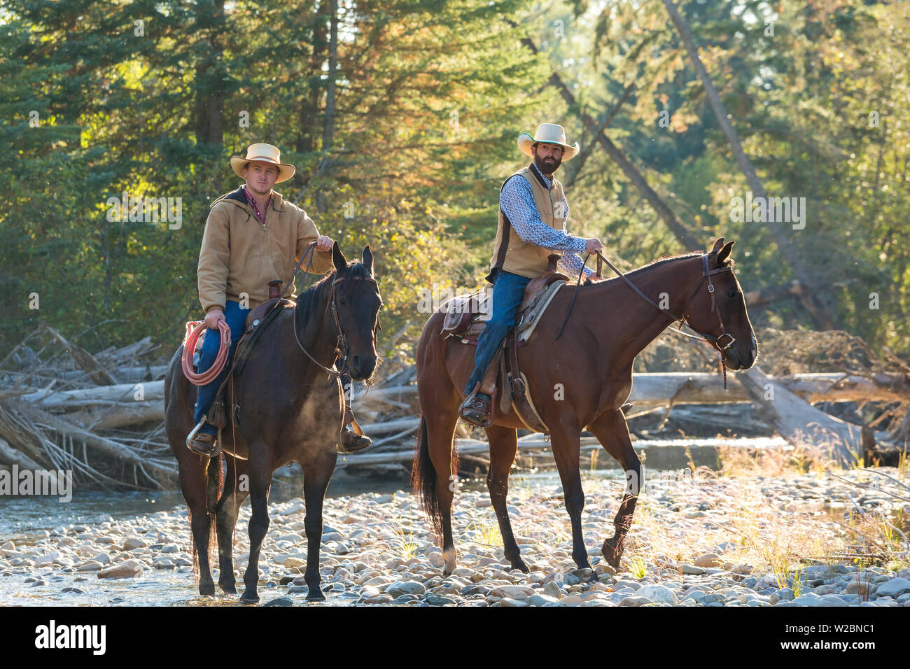 Cowboy e cavalli, British Columbia, Canada Foto Stock